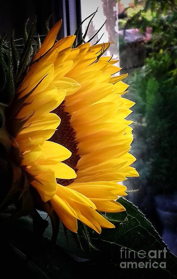 Sunflower in my Garden Window Photograph by Joan-Violet Stretch
