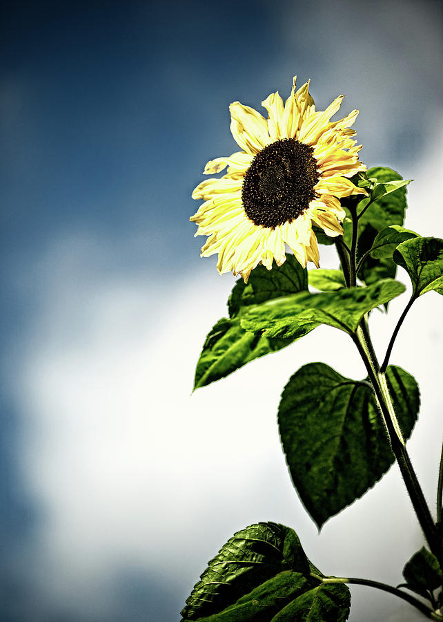 Sunflower Photograph by Jaakko Paarvala