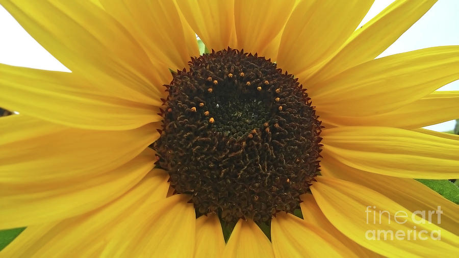Sunflower Photograph by Jasna Dragun