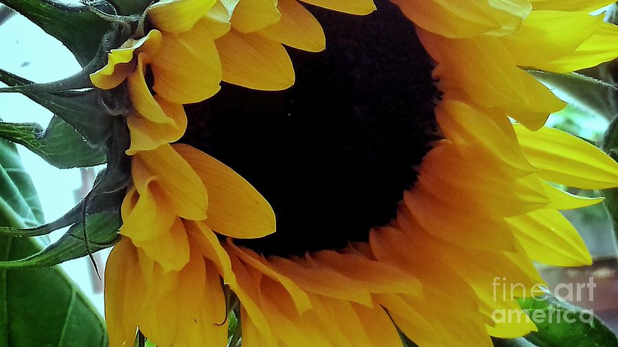 Sunflower Photograph by Joan-Violet Stretch