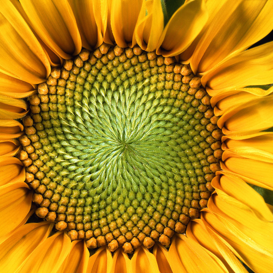 Sunflower Photograph - Sunflower by John Foxx