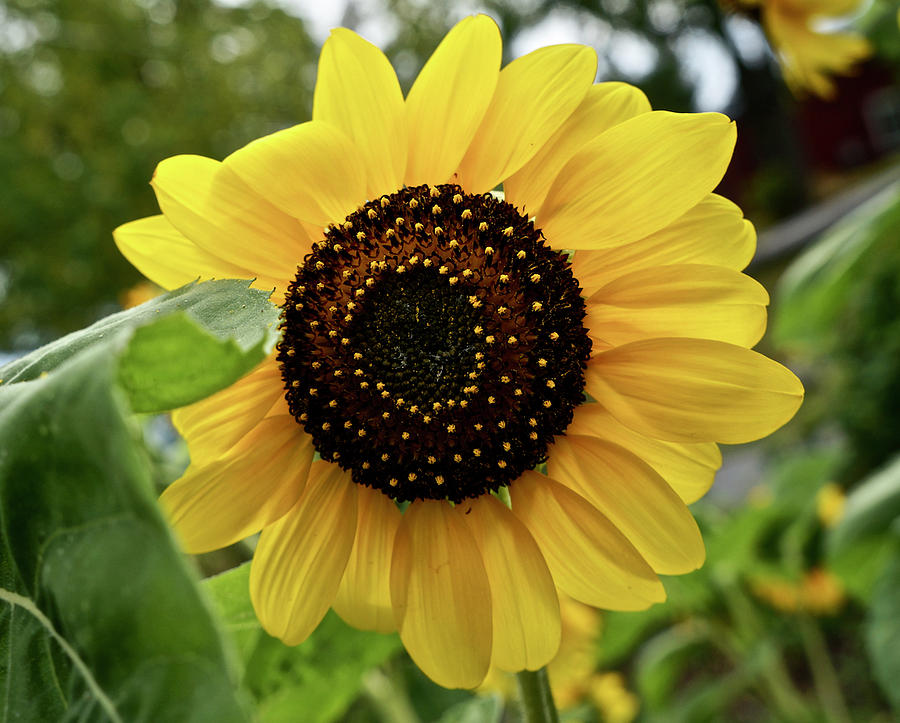 Sunflower Photograph by Kathy Ozzard Chism
