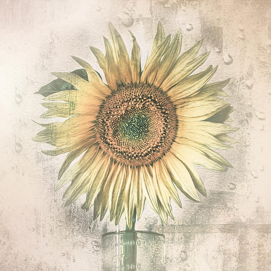 Sunflower Photograph by Kerstin Kaufmann