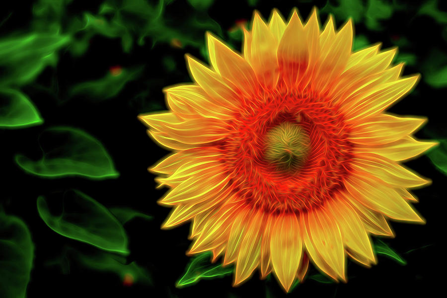 Sunflower Digital Art by Kevin McClish