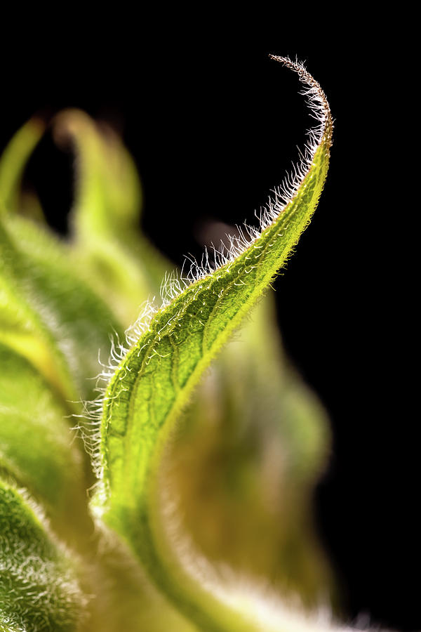 Sunflower Leaf by Peter OReilly Sunflower Leaf by Peter OReilly