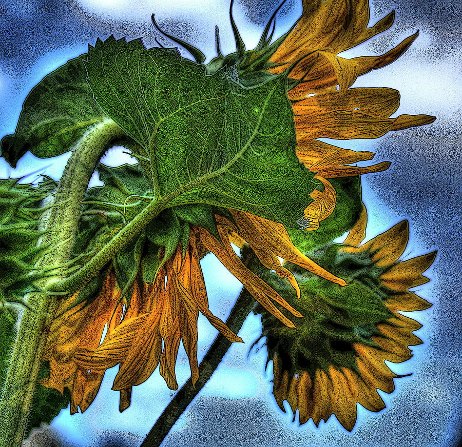 Sunflower Photograph by Lee Santa