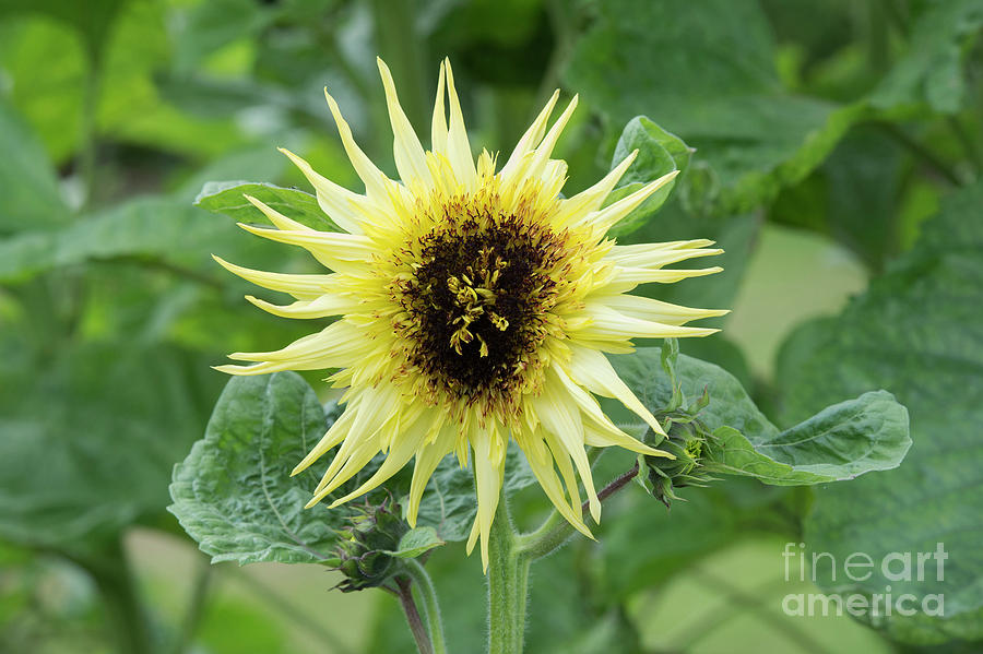 Sunflower Lemon Eclair  Photograph by Tim Gainey