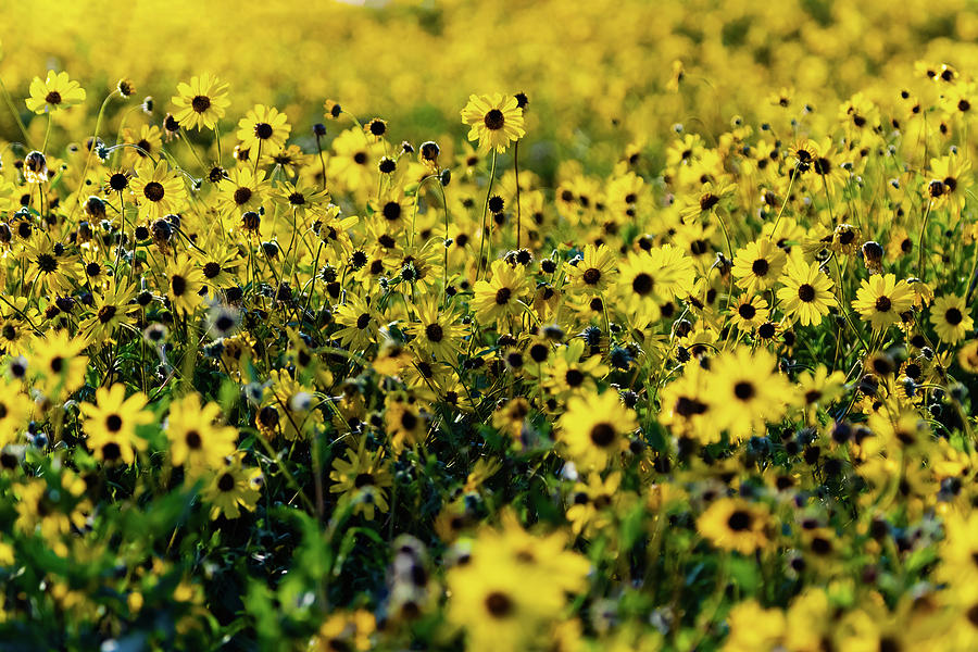 Sunflower Light Photograph
