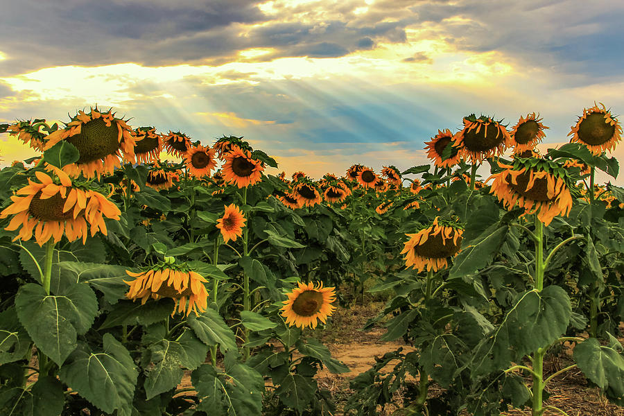 Sunflower Light Rays Photograph by Juli Ellen