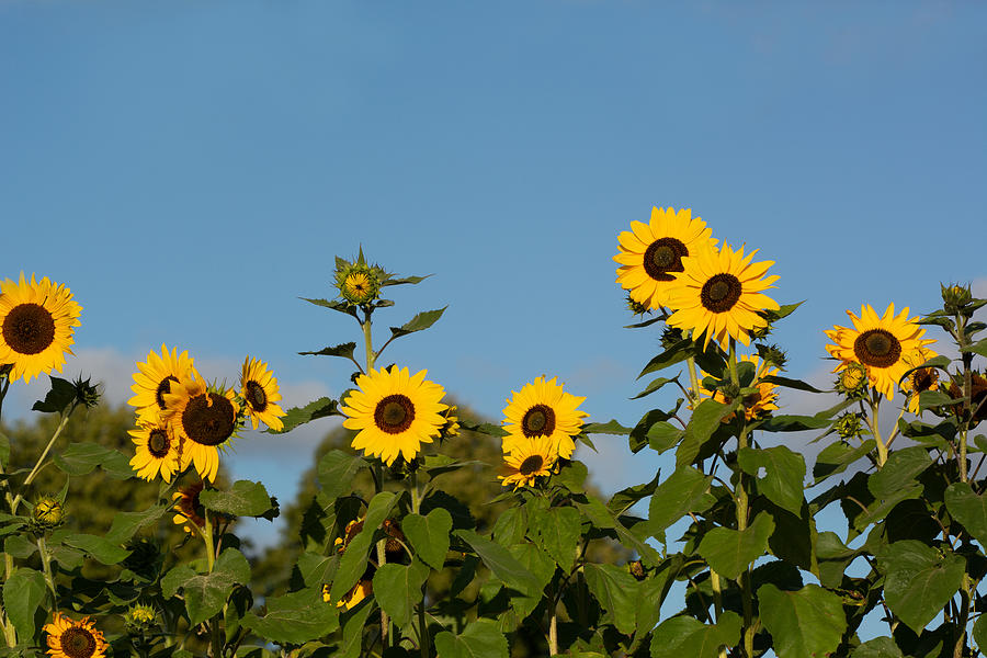 Sunflower Lineup Photograph by Douglas Wielfaert
