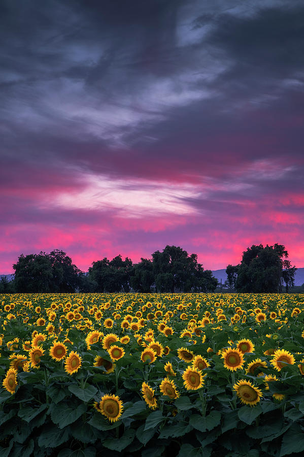 Sunflower Love Photograph by Vincent James