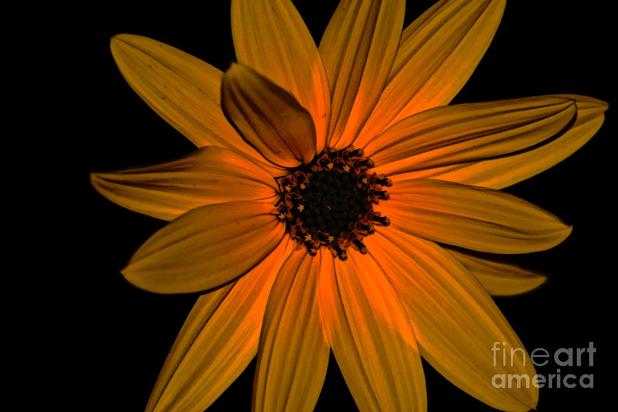Sunflower Luminescence Photograph by Debra Banks