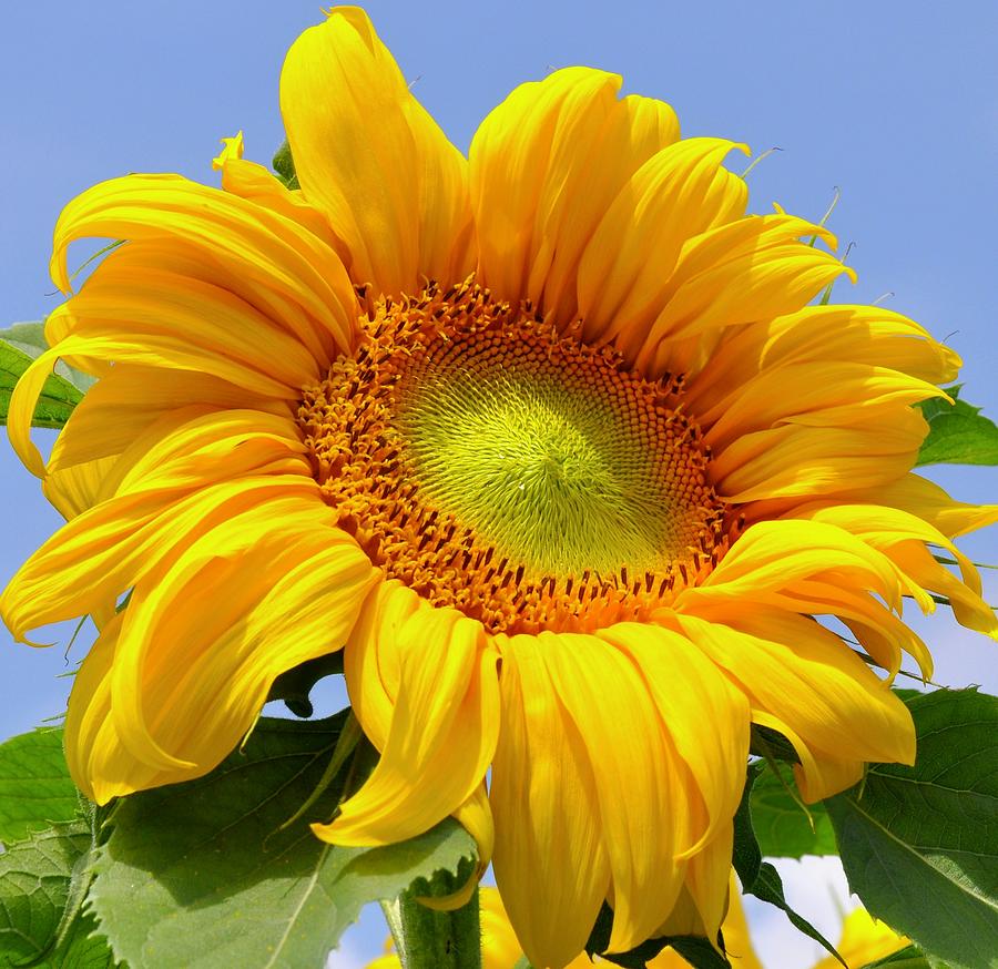 Here Comes the Sunflower Photograph by Lynn Hunt