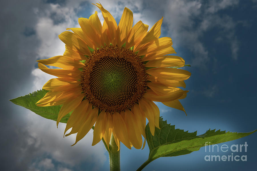 Sunflower Magical Dreams Photograph
