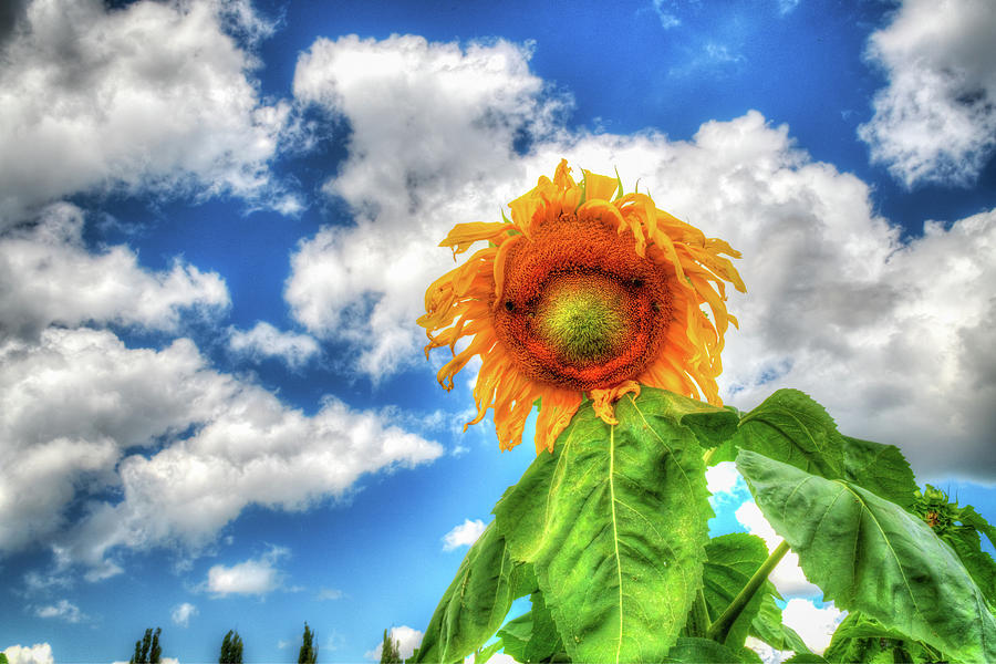 Sunflower Mega Power Photograph by Spencer McDonald