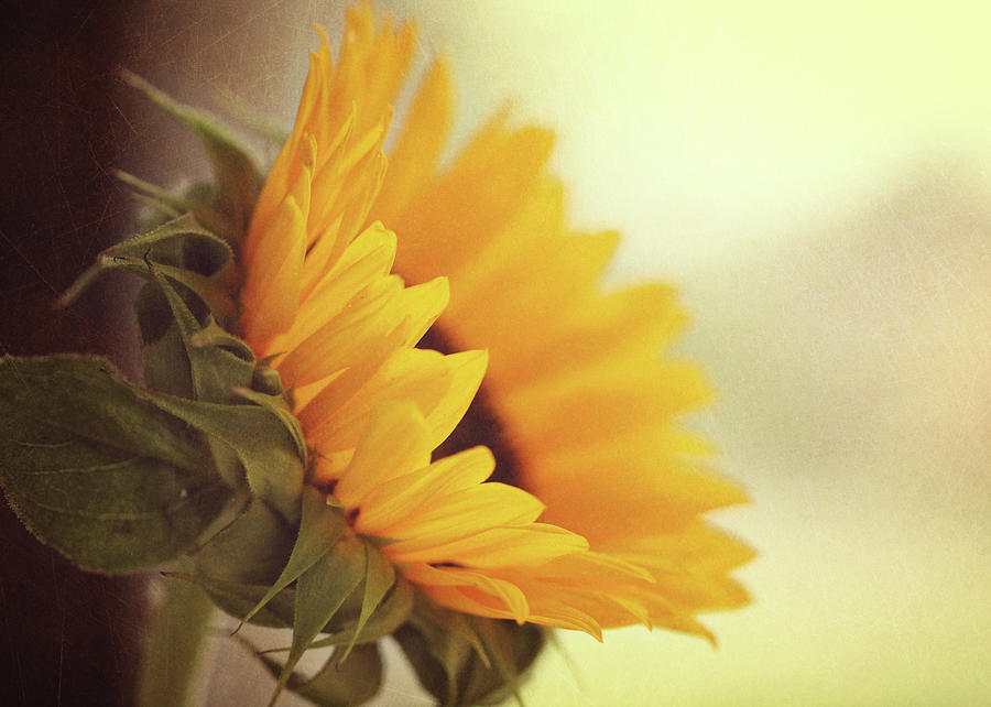 Sunflower Photograph by Melissa Deakin Photography