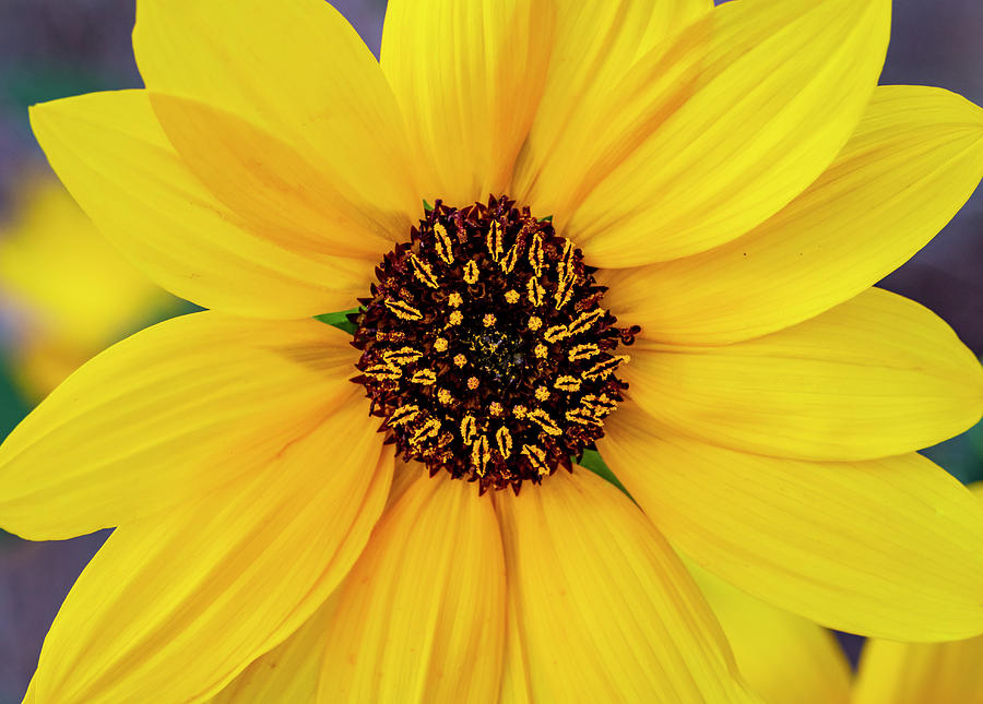 Sunflower by Michael Chatt Sunflower by Michael Chatt