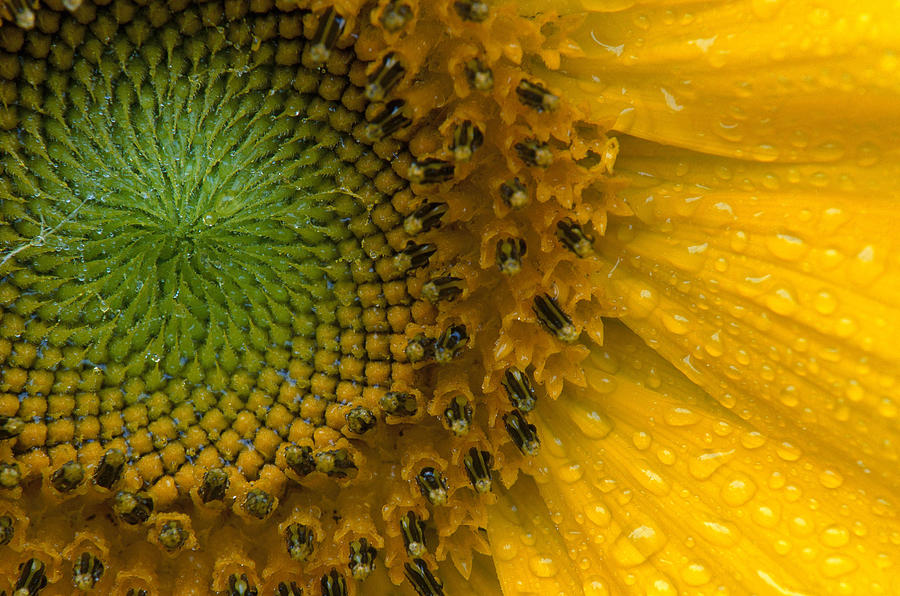 Sunflower Photograph by Michael Lustbader