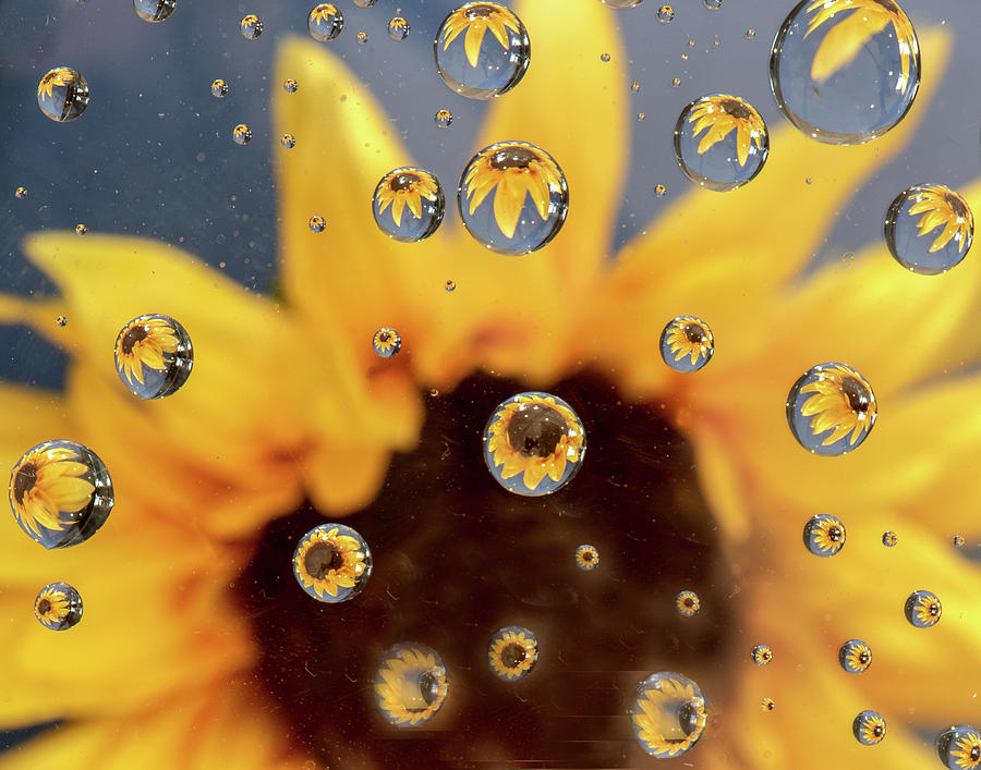 Sunflower Photograph by Minnie Gallman