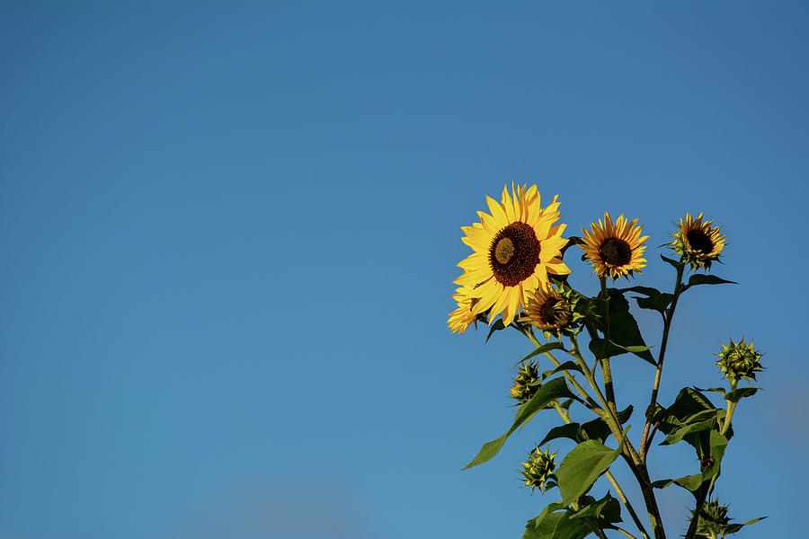Sunflower Morning Photograph by Douglas Wielfaert