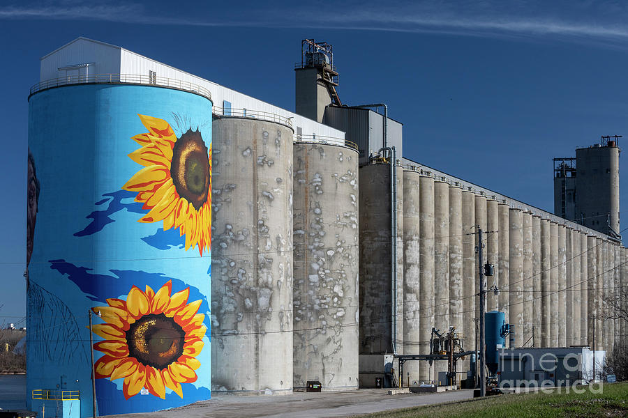 Sunflower Mural On Grain Silos Photograph by Jim West/science Photo Library