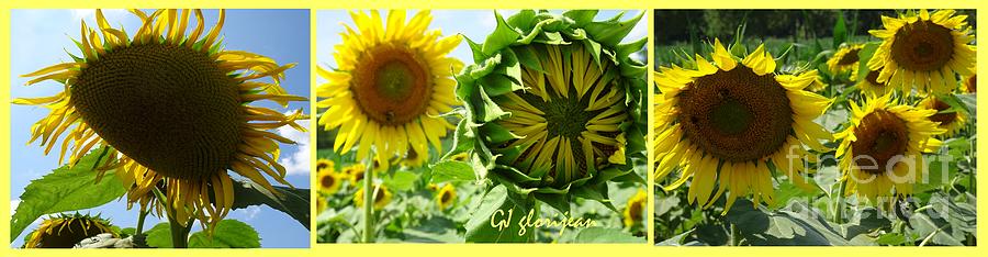 Sunflower Triptych Wide Photograph