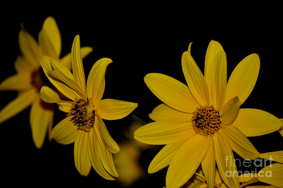 Sunflower Mystique Photograph by Debra Banks