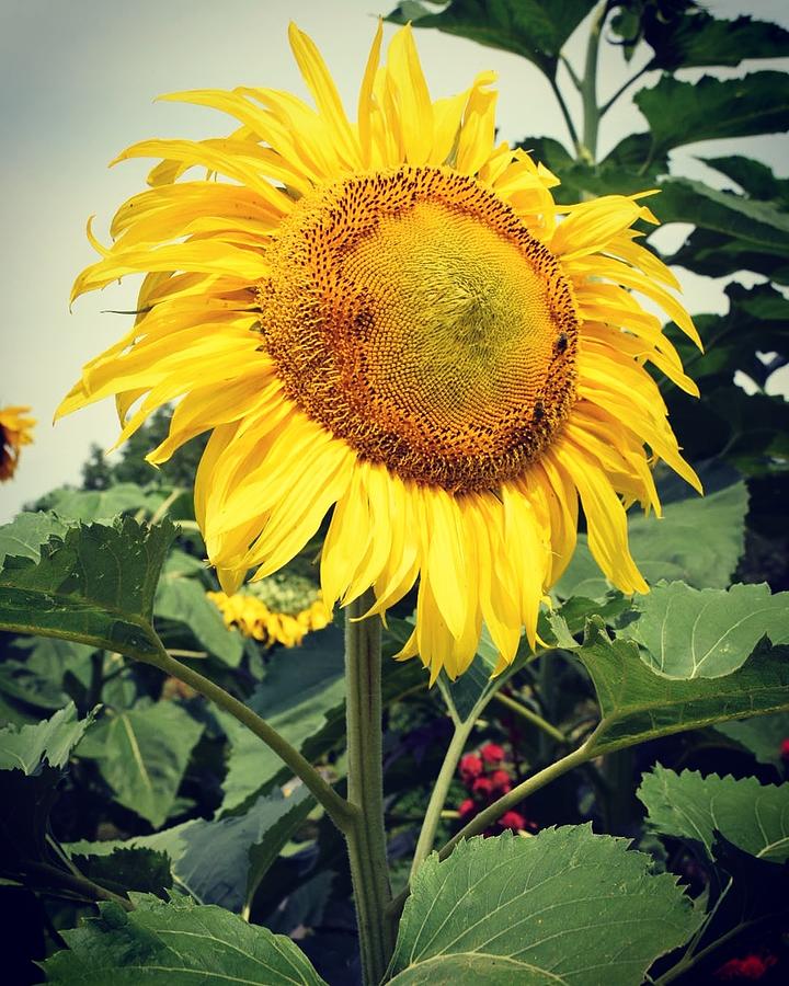 Sunflower  Photograph by Natalia Baquero