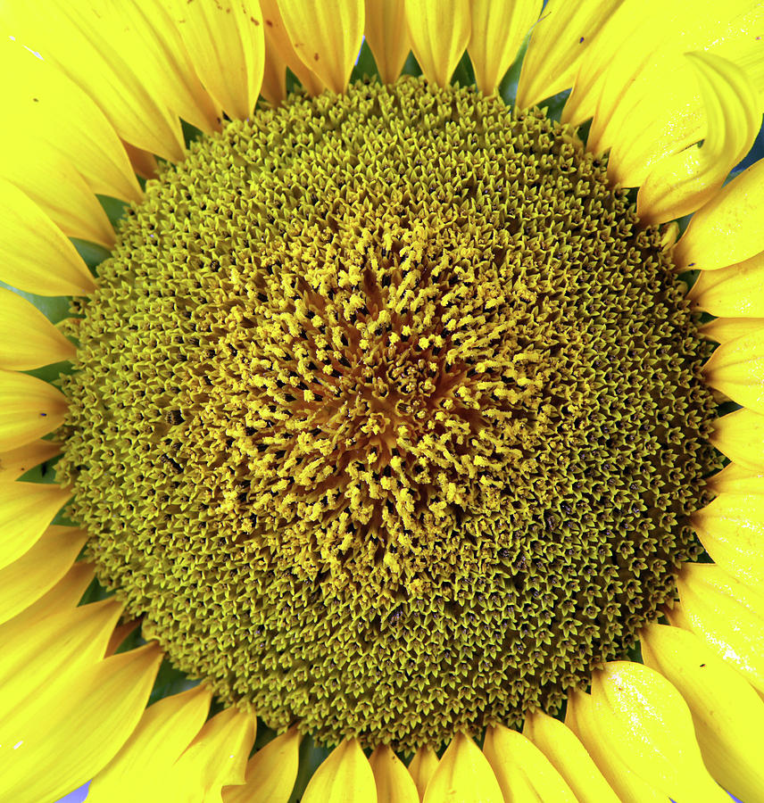Sunflower Photograph by Nenov