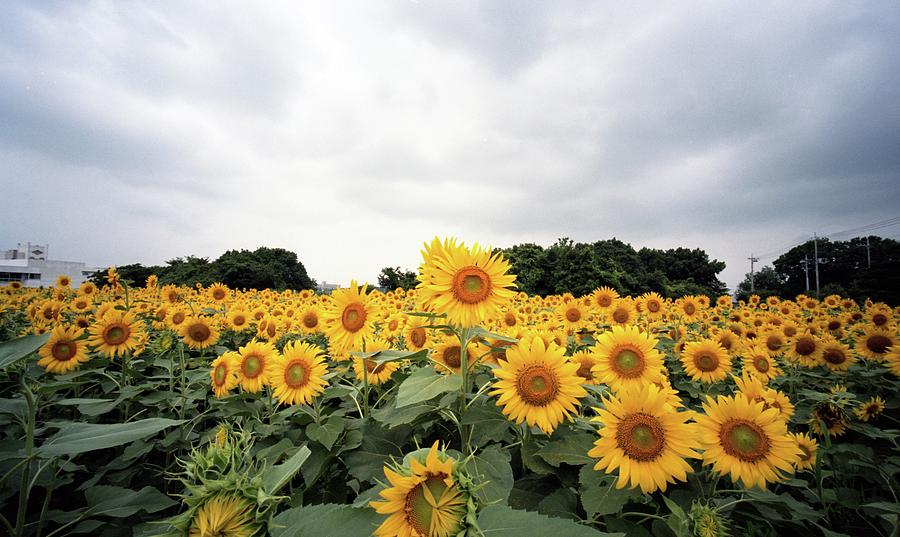 Sunflower Photograph by Noctiloonies