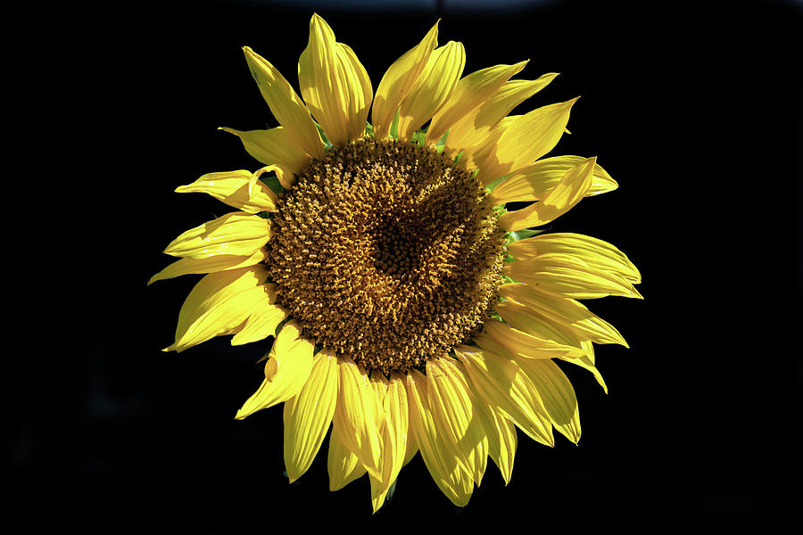 Sunflower on Black Photograph by Alison Frank