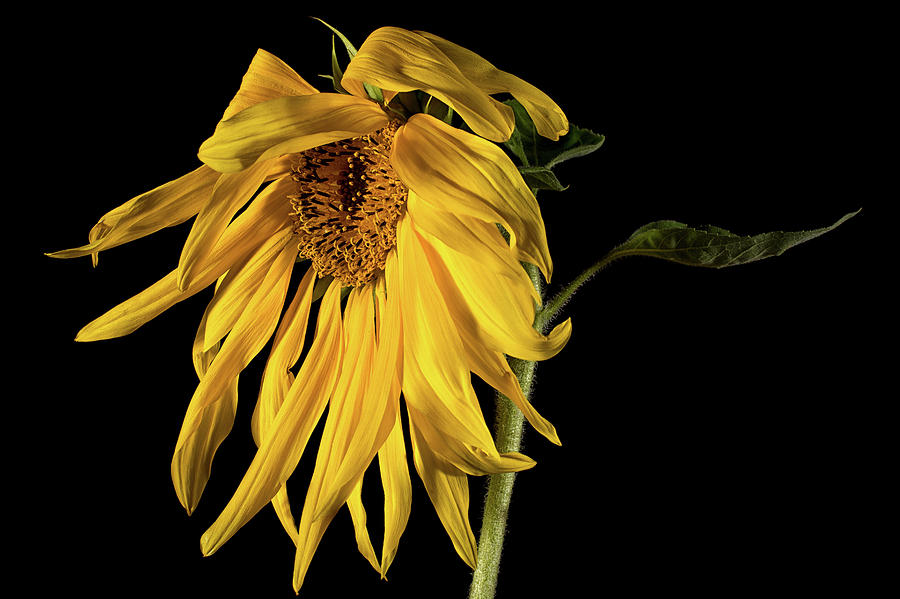 Sunflower On Black Background Photograph by Barna Tanko | Fine Art America