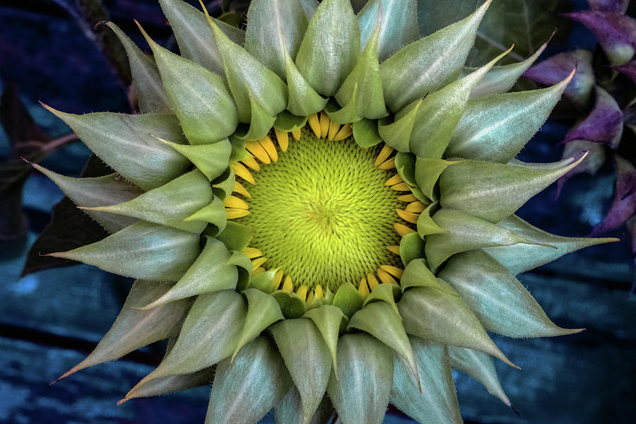 Sunflower on Blue by Glenn DiPaola Sunflower on Blue by Glenn DiPaola