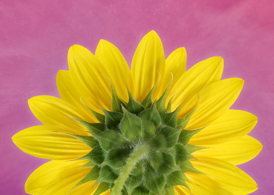 Sunflower on Pink - Botanical Art by Debi Dalio by Debi Dalio Sunflower on Pink - Botanical Art by Debi Dalio by Debi Dalio
