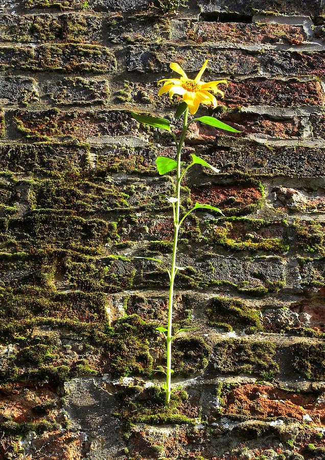 Sunflower On The Wall by Lachlan Main Sunflower On The Wall by Lachlan Main
