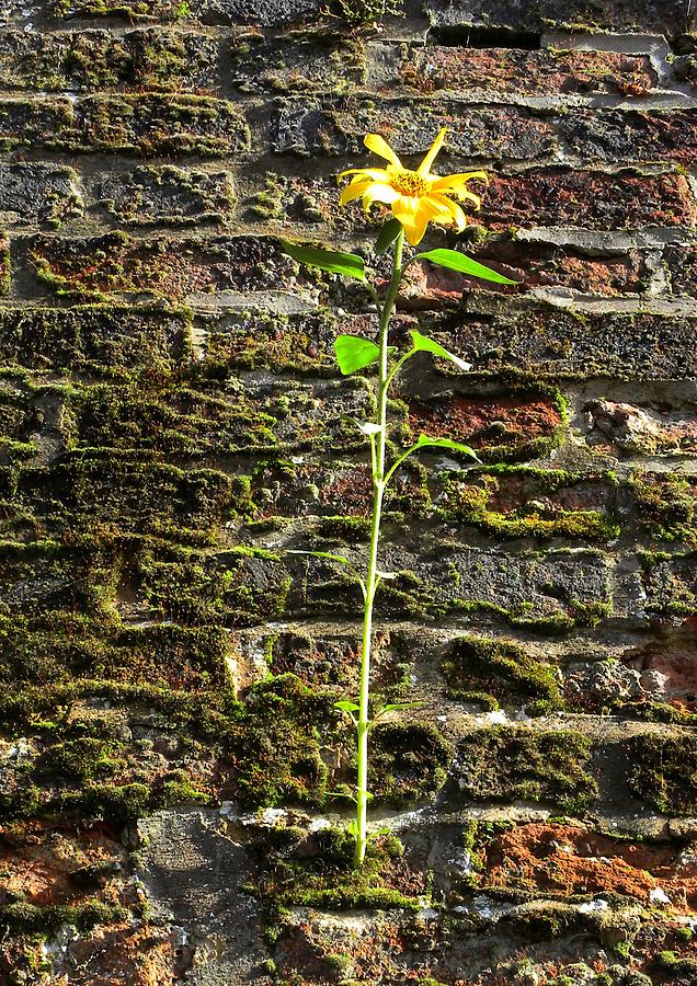 Sunflower On The Wall Photograph by Lachlan Main