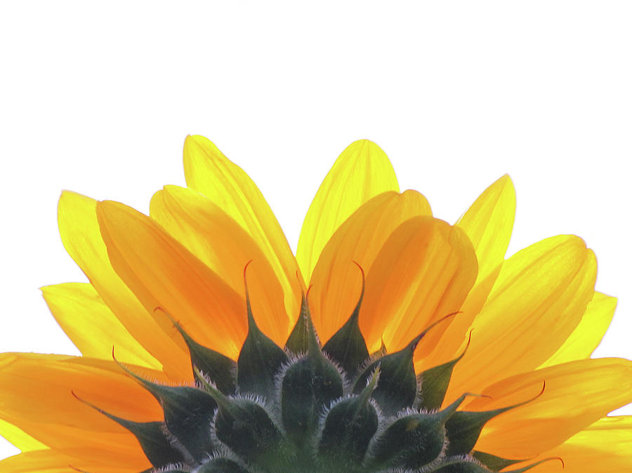 Sunflower On White Background Photograph by Francois Dion