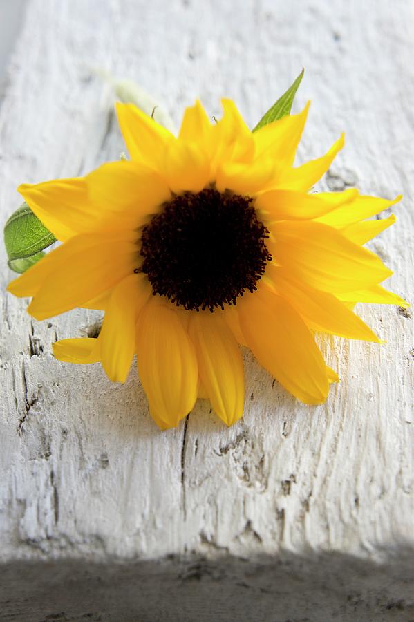 Sunflower On Wooden Board Photograph by Martina Schindler