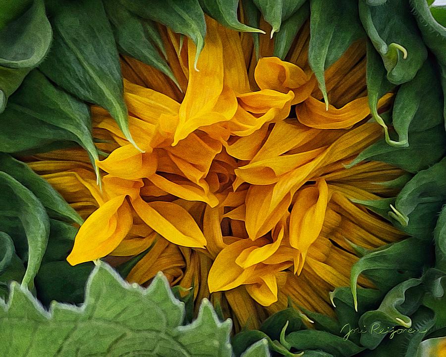 Sunflower Opening  Photograph by Jori Reijonen
