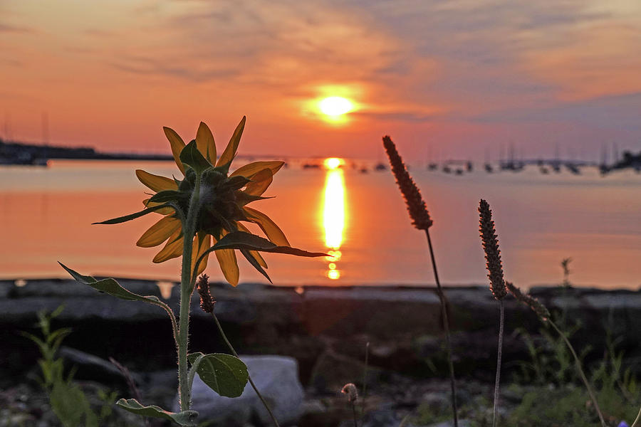 Sunflower Overlooking Salem Harbor at Sunrise Salem MA Photograph by Toby McGuire