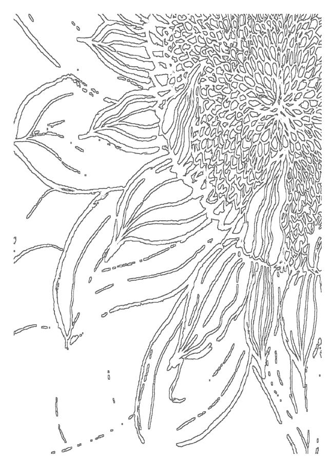 Sunflower - PAINT MY SKETCH by Delynn Addams Drawing by Delynn Addams