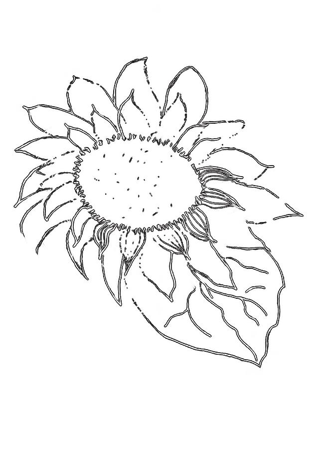 Sunflower PAINT MY SKETCH Drawing by Delynn Addams | Fine Art America