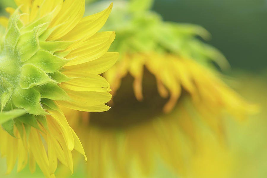 Sunflower Pair Photograph by Lori Rowland