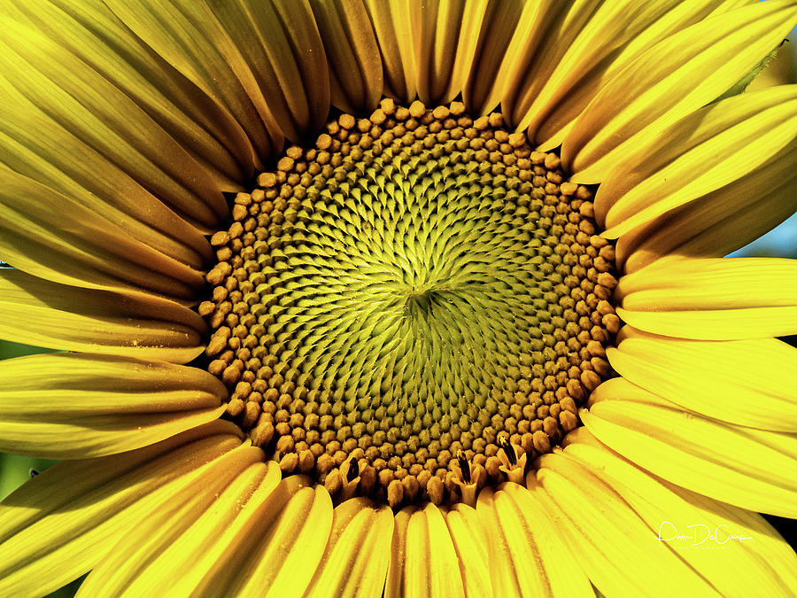 Sunflower Photograph by Pam DeCamp