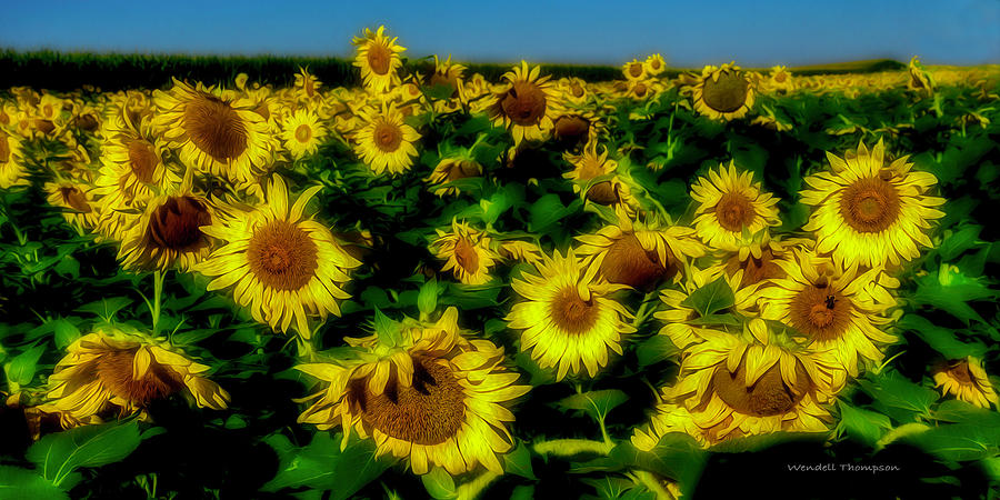 Sunflower Panaroma Photograph by Wendell Thompson