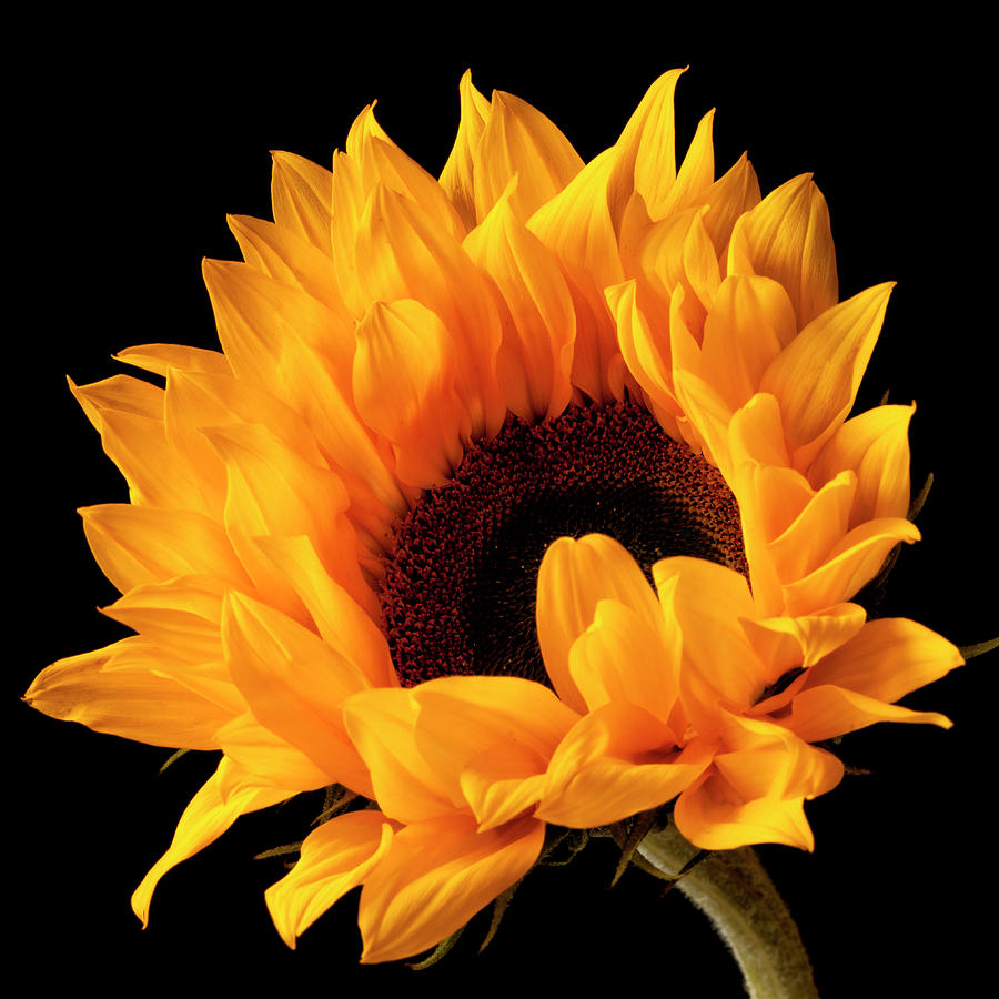 Sunflower Photograph by John Paul Cullen