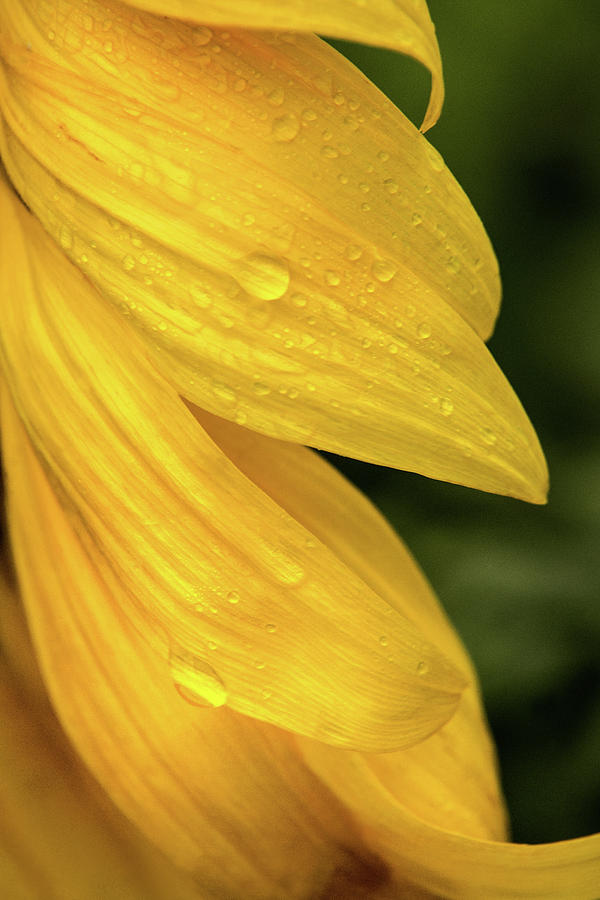 Sunflower Petals Photograph by Don Johnson
