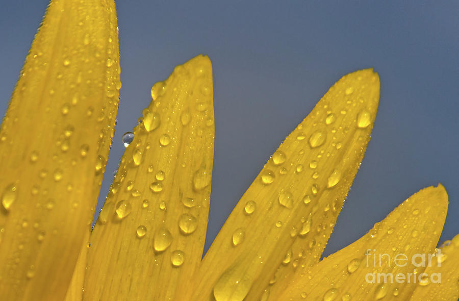 Sunflower Petals Photograph