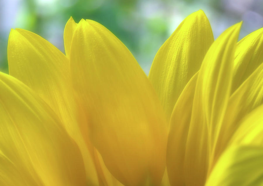 Sunflower Petals  Photograph by Johanna Hurmerinta
