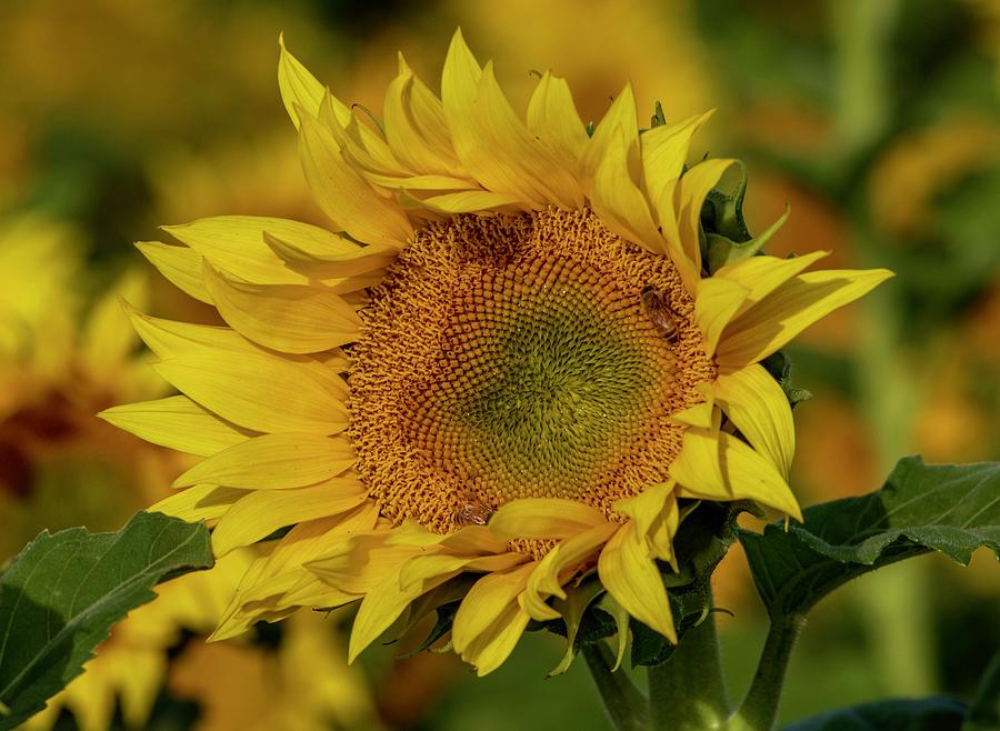 Sunflower petals Photograph by Lynn Hopwood